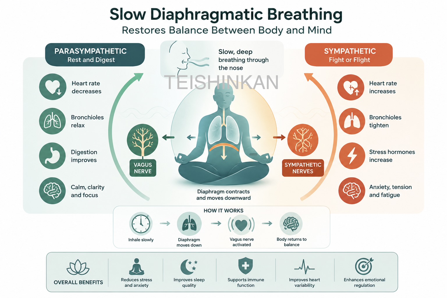 נשימה סרעפתית Diaphragmatic Breathing